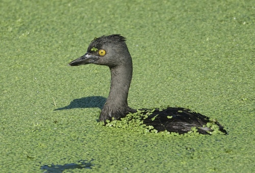 Least Grebe