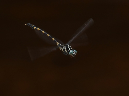 Macrogomphus albardae