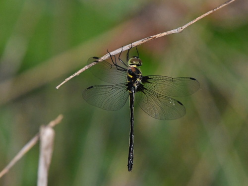 Common Shadow-emerald