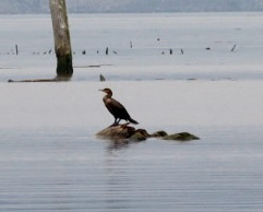iNaturalist observation 2025-06-08