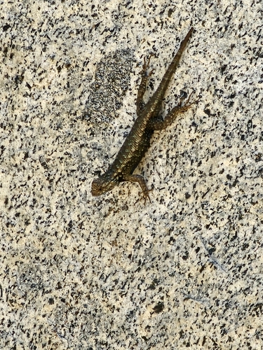 iNaturalist observation photo of Common Sagebrush Lizard