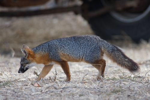 Island Fox