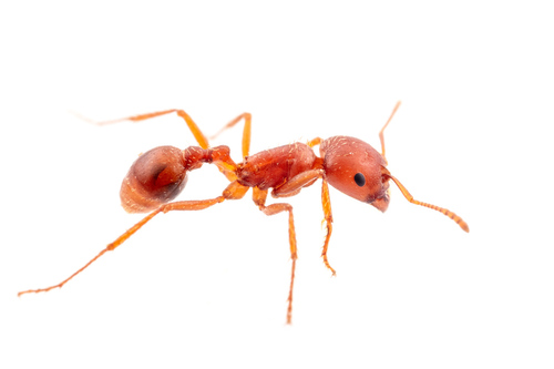 荒漠须蚁Pogonomyrmex desertorum