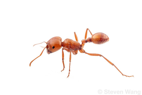 Pogonomyrmex texanusPogonomyrmex texanus