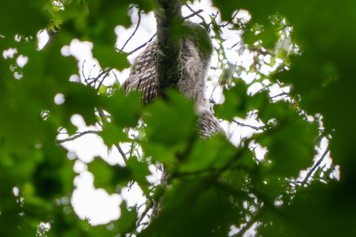 View observation of {o.common_name} on iNaturalist