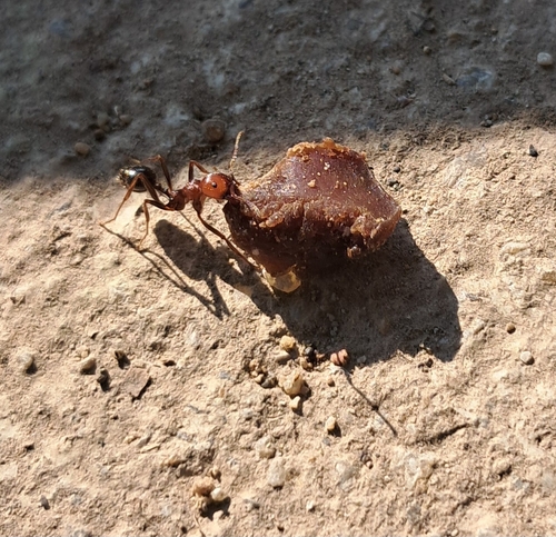 Oertzen's Harvester Ant