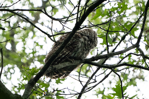 View observation of {o.common_name} on iNaturalist