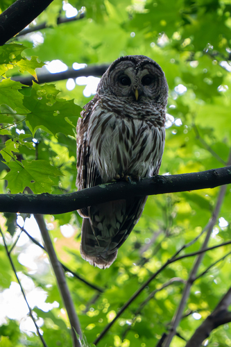 View observation of {o.common_name} on iNaturalist