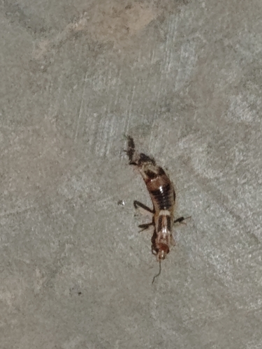 Shore Earwig