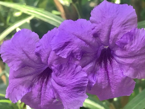 Mexican Ruellia