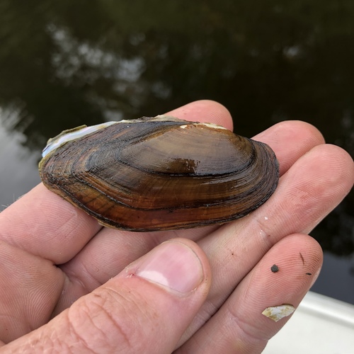 Eastern Pondmussel