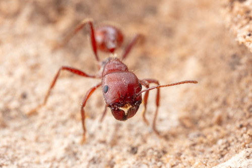 Pogonomyrmex apache