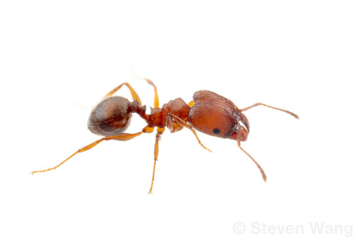 Pheidole cockerelliPheidole cockerelli