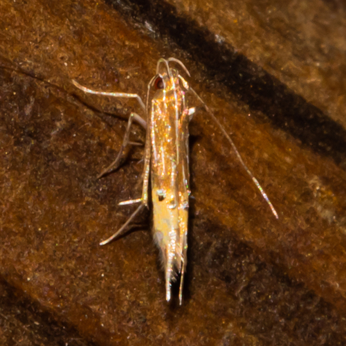 Cosmopterix floridanella