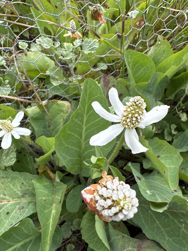 iNaturalist observation photo of Yerba Mansa