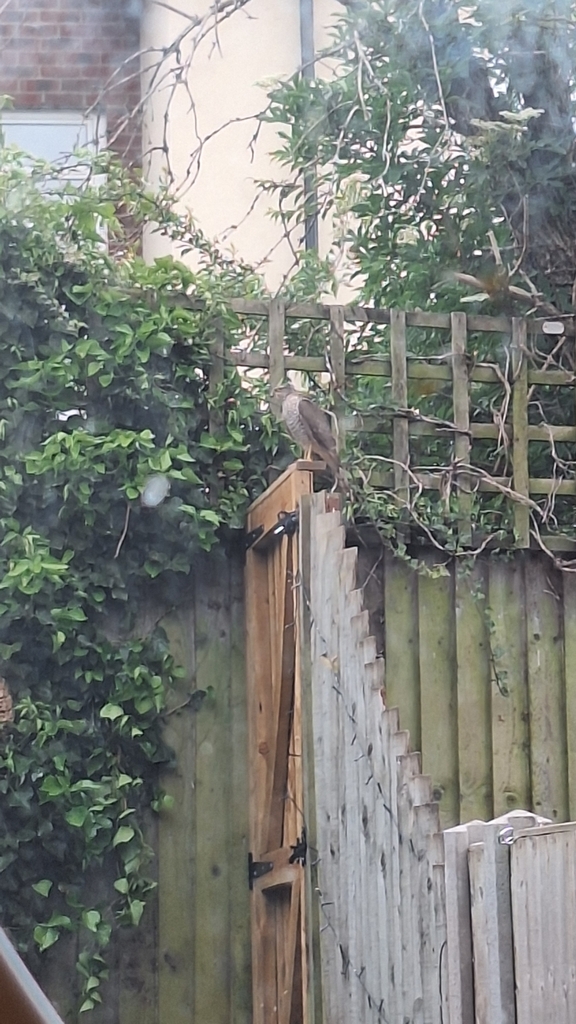 Sparrowhawk