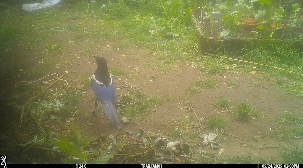 Magpie