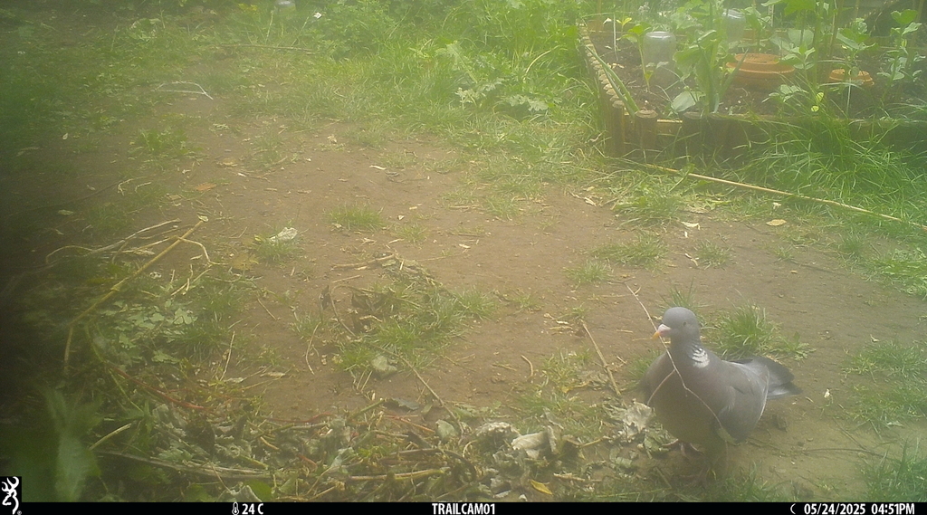 Wood Pigeon