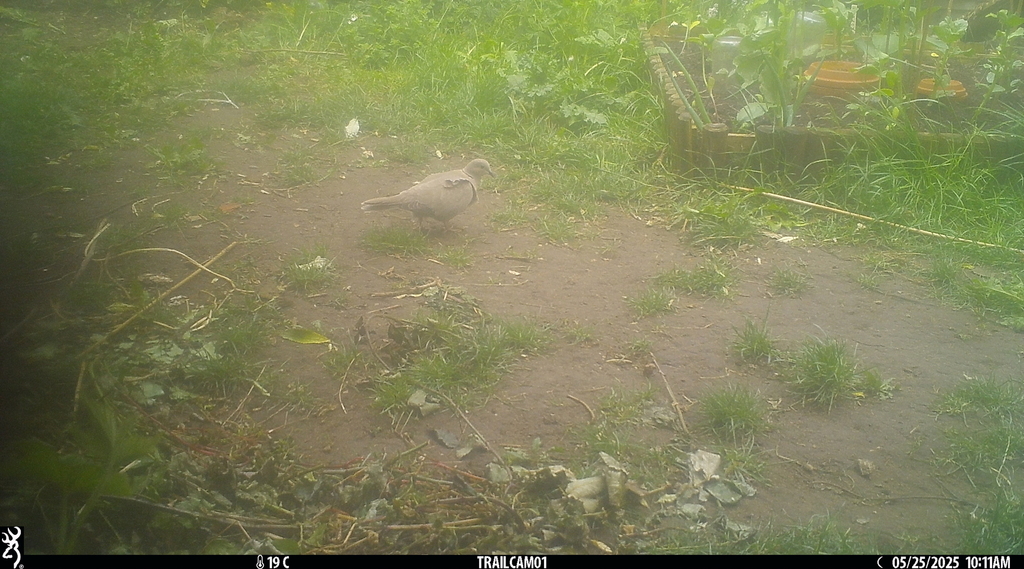 Collared Dove