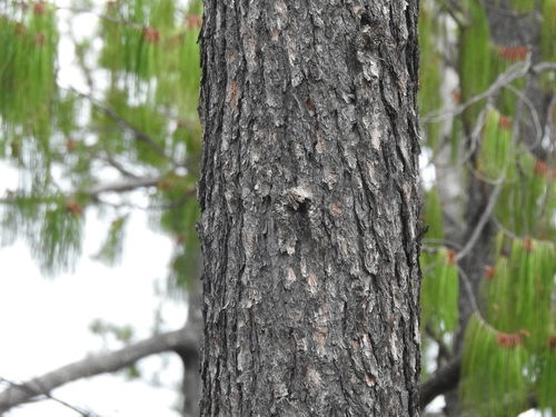 Lumholtz's pine