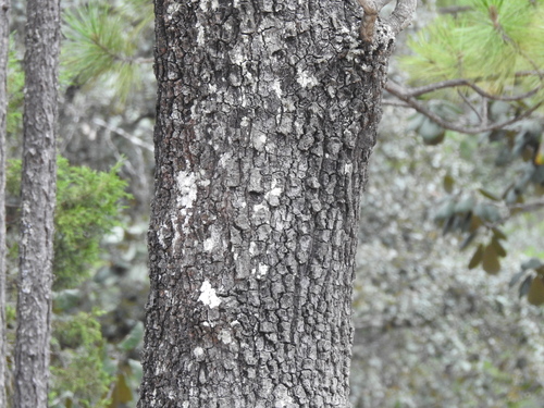 Quercus urbani