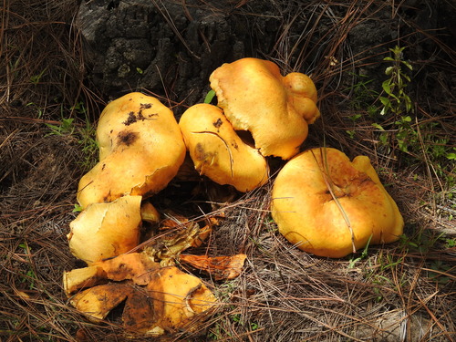 Gymnopilus imperialis
