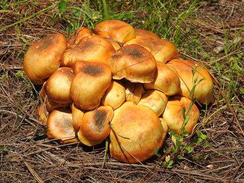 Gymnopilus imperialis