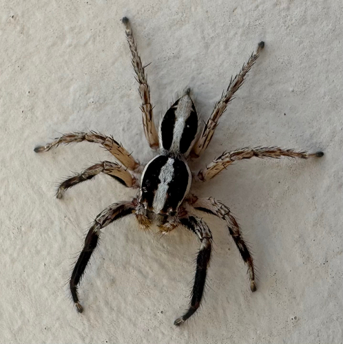 Pantropical Jumping Spider