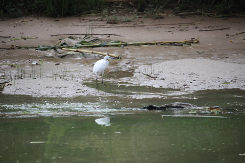 Little Egret