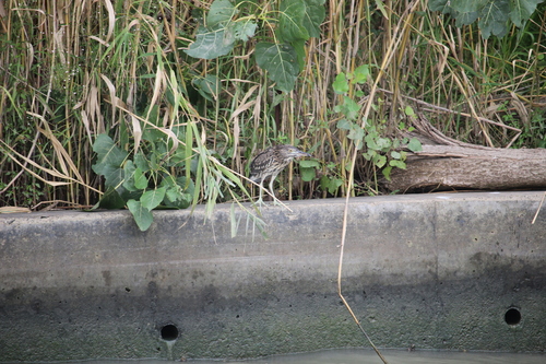 Black-crowned Night Heron