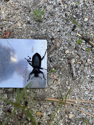 iNaturalist observation photo of Iphthiminus lewisii