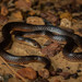 Northern Small-eyed Snake - Photo (c) Halvard Aas Midtun, all rights reserved, uploaded by Halvard Aas Midtun