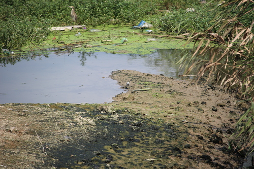 Chinese Pond-Heron