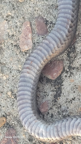Pale-headed Snake sighting