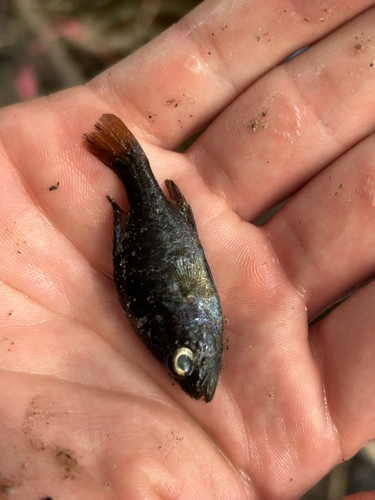 Lepomis gulosus