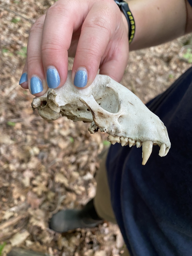 Common Raccoon in June 2025 by Tessa Aby-Kruger · iNaturalist