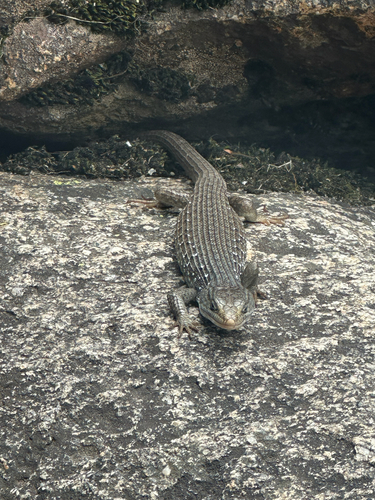 iNaturalist observation photo of Northern Alligator Lizard