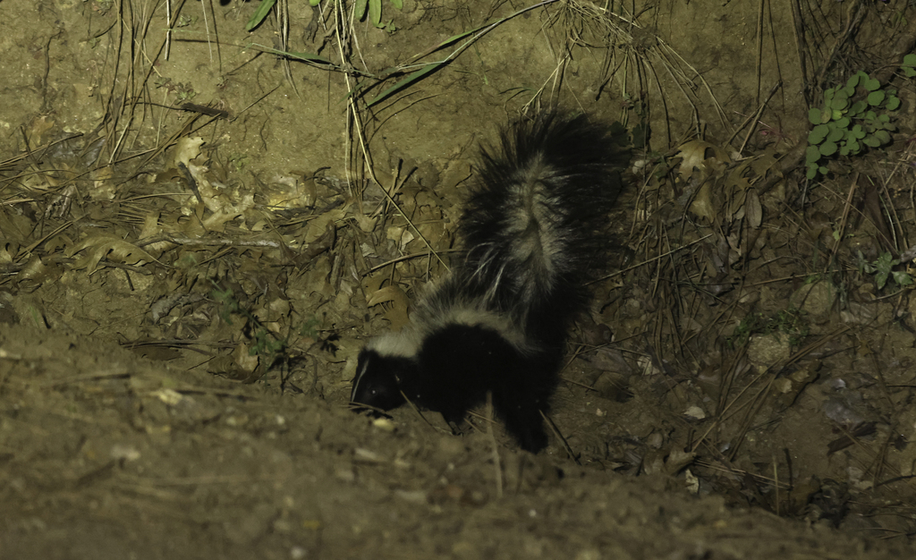Striped Skunk from Monterey County, CA, USA on June 7, 2025 at 08:56 PM ...