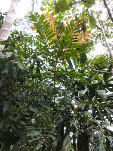 Cupaniopsis newmanii S.T.Reynolds