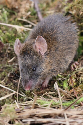 Moss-forest rat