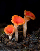 Rosy Goblet - Photo (c) Chris McSpadden, all rights reserved, uploaded by Chris McSpadden