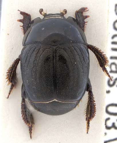 Neopachylopus