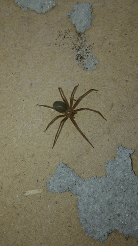 Texas Recluse