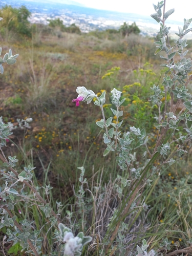 Salvia pexa