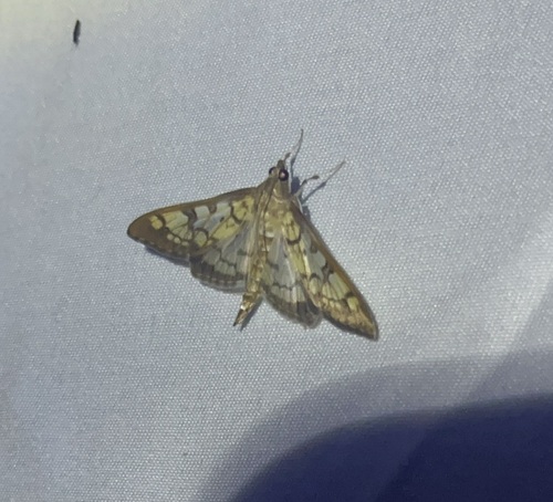 iNaturalist observation photo of Brown-shaded Mimorista