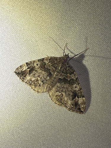 iNaturalist observation photo of Carpet Moths