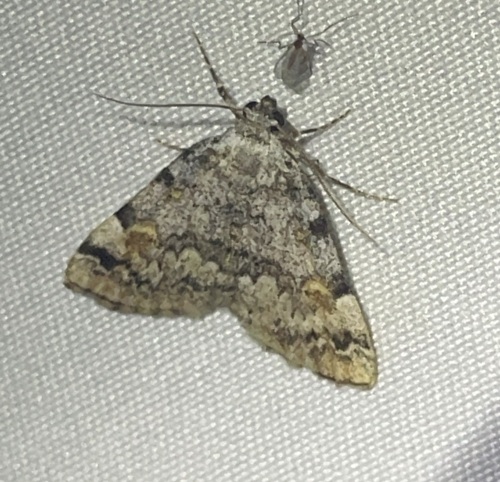 iNaturalist observation photo of American Idia Moth