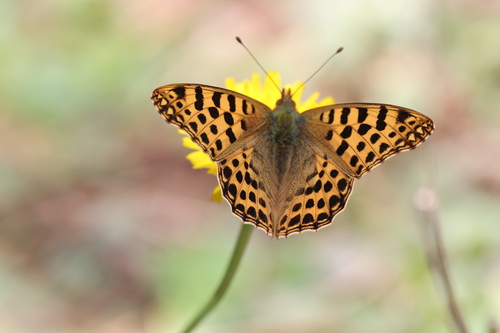 Himalayan Queen Fritillary