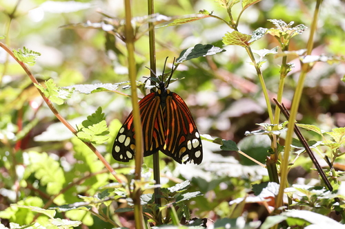 Campylotes histrionicus