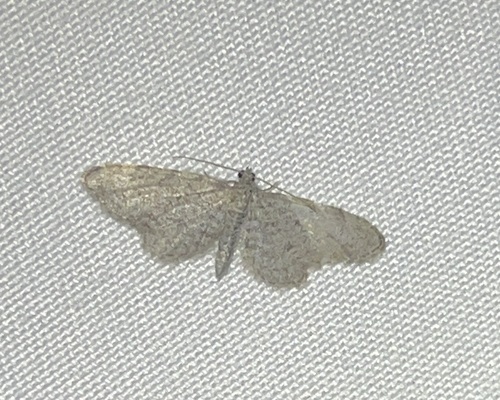iNaturalist observation photo of Pug Moths